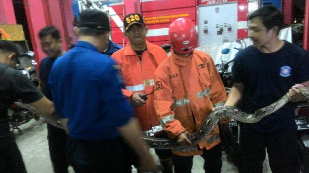 Ular dievakuasi dari atas gerai mini market