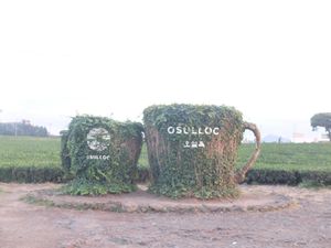 Indahnya Osulloc , Kebun Teh Hijau Milik AmorePacif di Pulau Jeju
