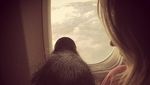 Foto: Babi yang Sering Traveling Bareng Cewek Cantik