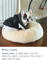 Anjing Choi Siwon