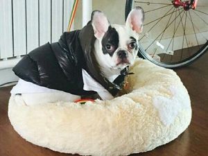 Risiko Ini Mungkin Terjadi Pasca Digigit Anjing Seperti Milik Choi Siwon