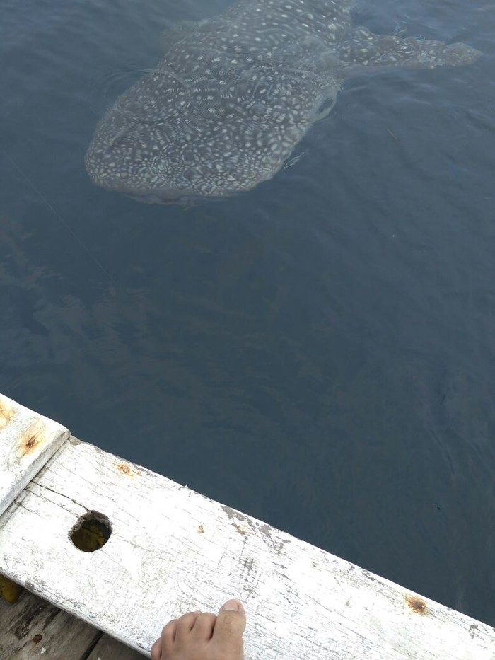Hiu Paus yang Muncul di Kepulauan Seribu Tak Ganggu Pemancing
