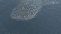 Hiu paus yang muncul pada 23 Oktober 2017. Ini sudah keempat kali ikan hiu itu muncul di perairan laut Jakarta, kata Yusen ketika dihubungi detikcom, Senin (23/10). (Foto: Yudi Ageng Prayoga)