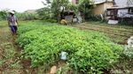 Panen Kangkung di Tengah Kota