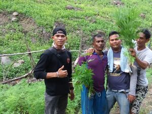 Mahdi Ditangkap Saat Siram Ladang Ganja Seluas 2 Hektare