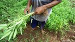 Panen Kangkung di Tengah Kota
