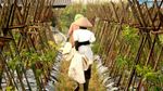 Melihat Pekerja Kebun Bibit di Maribaya Bandung