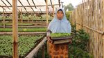 Melihat Pekerja Kebun Bibit di Maribaya Bandung