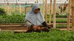 Melihat Pekerja Kebun Bibit di Maribaya Bandung