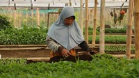 Pupuk yang digunakan oleh petani disini adalah pupuk kandang, Aromanya menguar di udara dalam kebun bibit yang terlindungi atap plastik ini. Foto: Yuliani Liputo/Laskar Kampungku
