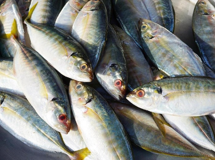 Pria Ini Harus Diresusitasi Karena Ada Ikan Hidup Masuk ke Mulutnya