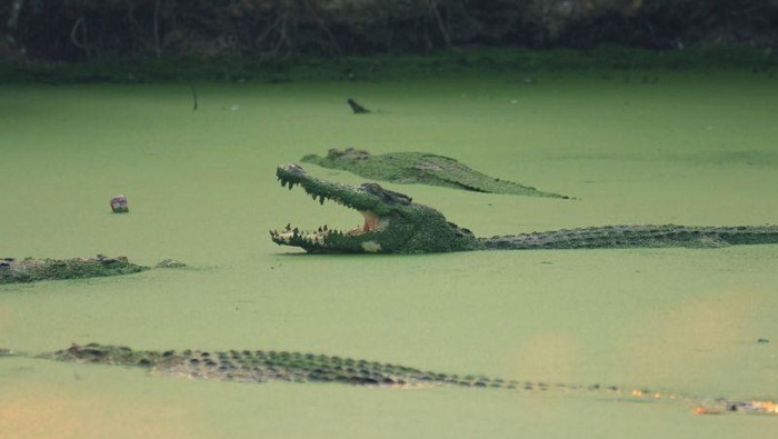 Konyol, 4 Pria Nekat Berenang dan Pose di Perangkap Buaya