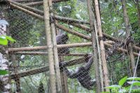 5 Ekor Owa Jawa Dilepasliarkan di Hutan Lindung Gunung Puntang