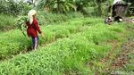 Panen Kangkung di Tengah Kota