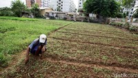 Beberapa warga memanfaatkan lahan tidur ini untuk bercocok tanam.