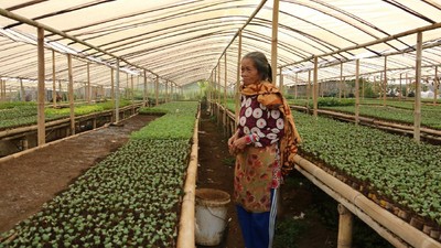 Melihat Pekerja Kebun Bibit di Maribaya Bandung