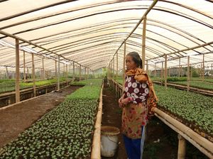 Melihat Pekerja Kebun Bibit di Maribaya Bandung