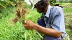 Panen Kangkung di Tengah Kota