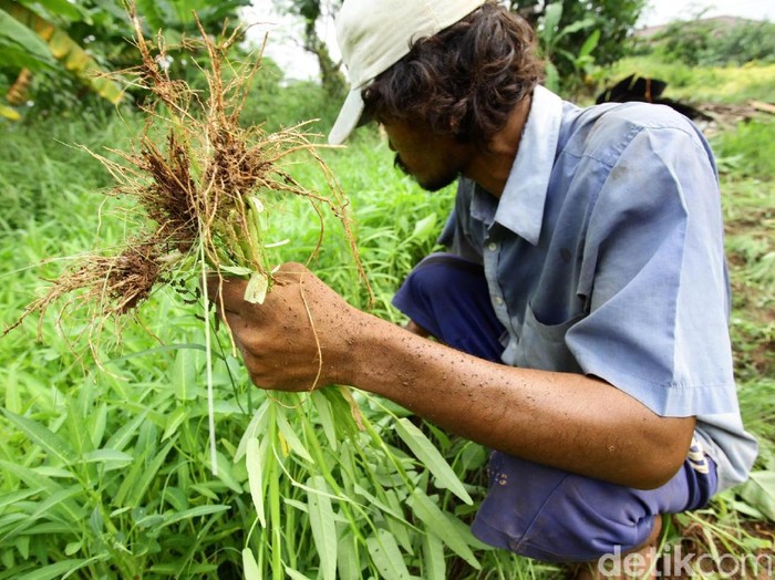 Kangkung di amerika