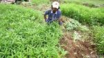 Panen Kangkung di Tengah Kota
