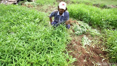Panen Kangkung di Tengah Kota