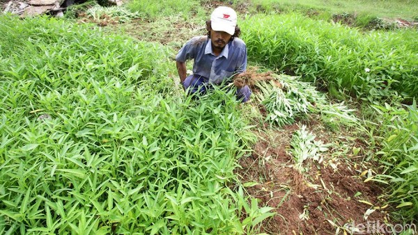 Panen Kangkung di Tengah Kota