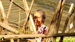 Melihat Pekerja Kebun Bibit di Maribaya Bandung