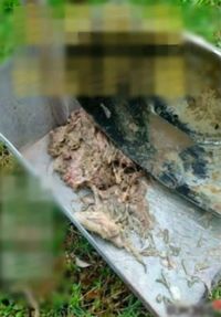 Dendam, Penyewa Ini Sengaja Sebarkan Ikan Mati di Kulkas hingga Loteng Rumah!