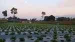 Melihat Pekerja Kebun Bibit di Maribaya Bandung