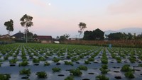 Tanaman daun salada berjejer rapi di Maribaya, Lembang. Salah satu kebun yang menjadi pelanggan pembeli bibit. Foto: Yuliani Liputo/Laskar Kampungku