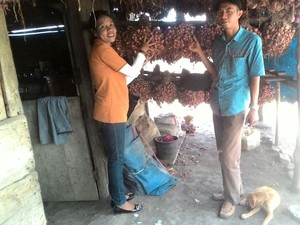 Jadi Sentra Baru Bawang Merah, Manggarai Barat Panen 40 Ton