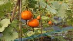 Melihat Pekerja Kebun Bibit di Maribaya Bandung