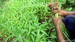 Panen Kangkung di Tengah Kota