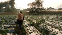 Melintasi kebun sayuran sawi putih dan pak choi yang baru saja dipanen. Foto: Yuliani Liputo/Laskar Kampungku