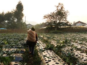 Viral Petani Sawi Ngamuk Gara-gara Harga Anjlok, Kementan Buka Suara