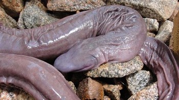 Spesies amphibi ini disebut Atretochoana eiselti atau dikenal penis snake karena tubuhnya mirip dengan ular serta kepala yang tak memiliki mata tersebut miirp dengan alat kelamin pria. Hewan amfibi ini mempunyai habitat asli di sepanjang sungai Amazon, Amerika Selatan.  (Foto: Boredpanda)