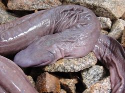 Kumpulan Foto Hewan Aneh dan Langka yang Hidup di Bumi