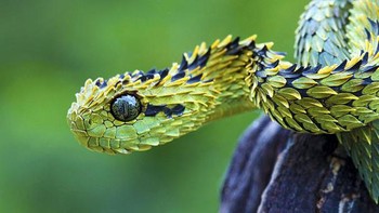 The Bush Viper jenis spsies ular dengan memiliki sisik berbentuk tanduk di atas matanya dengan panjang 60 cm. Hewan ini hidup di pepohonan hutan tropis di Afrika melakukan sebagian besar perburuannya di malam hari. (Foto: boredpanda)