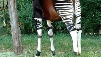Okapi adalah jenis hewan mamalia tubuhnya sangat unik karena memiliki perpaduan kepala kuda, kaki zebra, dan lidah jerapah. Okapi  termasuk dalam ordo Artiodactyla. Hewan ini memiliki hubungan dengan jerapah karena termasuk dalam keluarga Giraffidae. Jenis ini dapat ditemukan di Kongo atau Sudan. (Foto: Boredpanda)