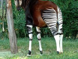 Kumpulan Foto Hewan Aneh dan Langka yang Hidup di Bumi