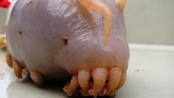 Sea Pig atau babi laut karena wajahnya yang mirip dengan babji. Satwa laut ini tinggal di kedalaman laut hingga 1000 meter yang dapat ditemukan di Atlantik, Samdura Pasifik dan Hindia. Mereka adalah penyimpan deposit dan mendapatkan makanan dengan mengekstraksi partikel organik dari lumpur dalam laut. (Foto: Boredpanda)