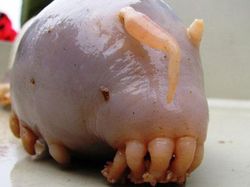 Kumpulan Foto Hewan Aneh dan Langka yang Hidup di Bumi