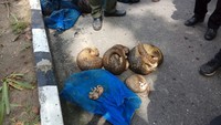 Dalam pemeriksaan saat ini, kata Eduwar, keduanya mengaku menerima upah Rp 800 ribu per orang. Mereka mengaku hanya mendapatkan perintah dari seseorang untuk membawa Trenggiling dari Bengkalis dengan tujuan Selat Malaka. (Foto: chaidir tanjung)