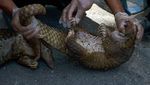 Foto: Trenggiling yang Selamat dari Penyelundupan di Riau