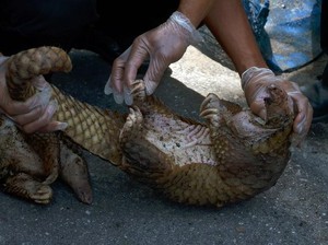 Hewan Melata hingga Pemakan Serangga Terduga Pembawa Virus Corona