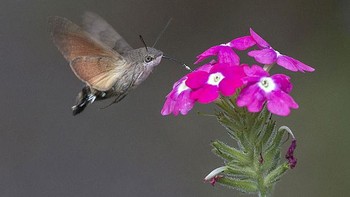 Hummingbird Hawk-Moth atau dikenal sebagai Ngengat Kolibri. Jika dilihat sepintas jenis ini mirip dengan burung kolibri namun hewan Ngengat ini masih ada hubungannya dengan kupu-kupu. Mereka terbang dan bergerak seperti Kolibri. Sehingga mereka sering di sebut sebagai Hummingbird Moth (Ngengat Kolibri). (Foto: Boredpanda)