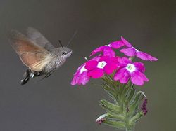 Kumpulan Foto Hewan Aneh dan Langka yang Hidup di Bumi