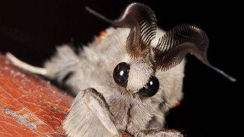 Venezuelan Poodle Moth, Serangga menyengaht ini memiliki wajah imut ditemukan di Venezuela pada tahun 2009. Namun sayang belum ada informasi banyak tentang jenis ini. (Foto: Boredpanda)