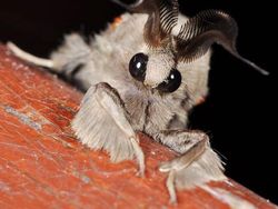 Kumpulan Foto Hewan Aneh dan Langka yang Hidup di Bumi