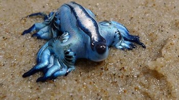 Glaucus Atlanticus atau dikenal dengan sebutan Naga Biru. Meski bertubuh mungil namun jenis siput ini ternyata mematikan karena memiliki racun yang ia serap dari musuhnya. Ya, hewan ini kebal racun. Sehingga ia akan memuntahkan resapan racunnya kepada musuh. (Foto: Boredpanda)